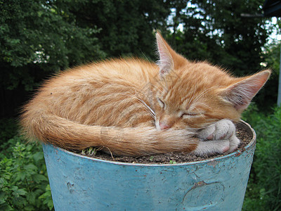 猫类宠物耳朵小猫红色动物猫科动物毛皮胡须猫咪眼睛图片