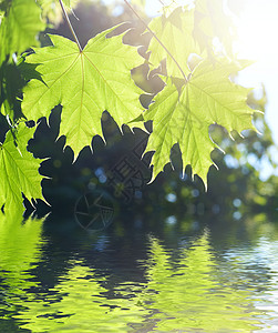 春花叶反射海浪区系树枝植物自然纹季节自然世界背景晴天图片