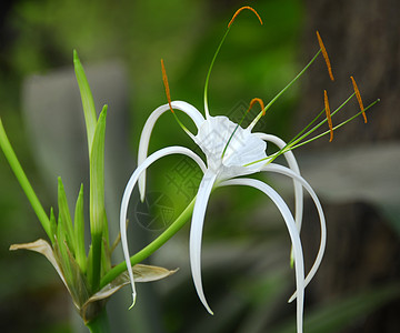 白锥形蜘蛛花装饰百合风格花园花瓣蜘蛛园艺阴影花朵植物图片