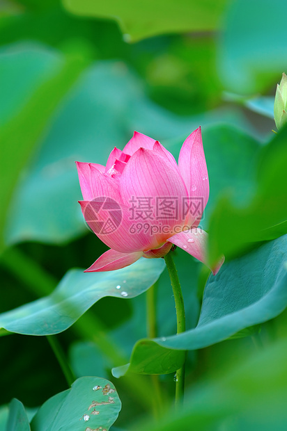 莲花植物学植物花园花瓣花萼莲花状荷花树叶灌木异国图片