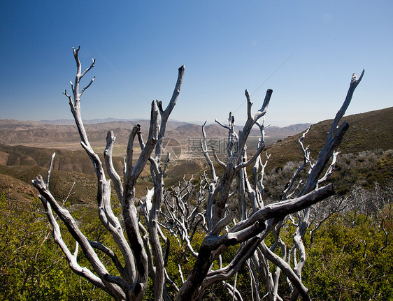 安扎博尔雷戈州立公园公园刷子全景城市植物群沙漠地平线丘陵分支机构弹簧图片