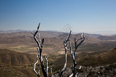 安扎博尔雷戈州立公园城市弹簧刷子公园分支机构植物群沙漠丘陵树枝全景图片