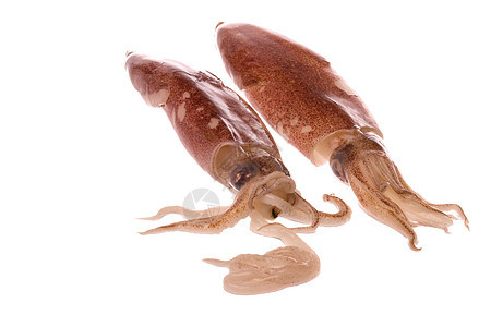 孤立的新鲜鱿鱼乌贼触手午餐烹饪美食海鲜市场宏观章鱼海洋图片