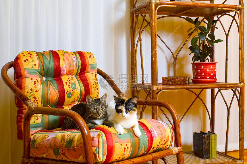 两只手扶椅上的猫扶手椅晶须友谊流浪倾斜伙伴混种哺乳动物爪子毛皮图片