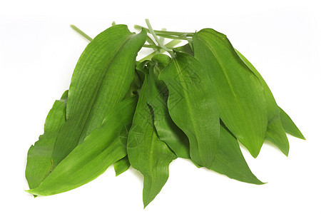 熊大蒜草本植物工作室绿色蔬菜食物香料野木白色植物健康图片