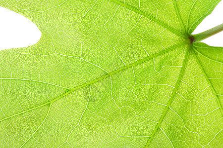 春叶环境保护背景树叶季节影棚植物自然纹宏观橡木叶子图片