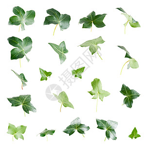 绿色常春藤叶家庭设计植物衬套元素园艺生长背景图片