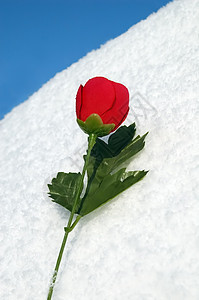 雪上的玫瑰花图片