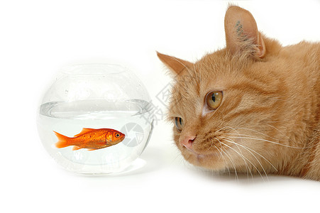 搞笑猫观金鱼猫和金鱼背景