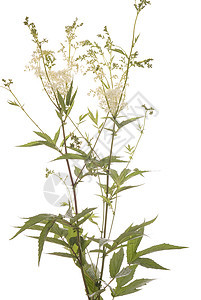 花绿色白色叶子植物草本植物植物群草药香料图片