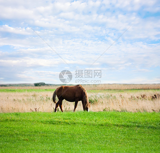 马在草地上 夏天 蓝天图片