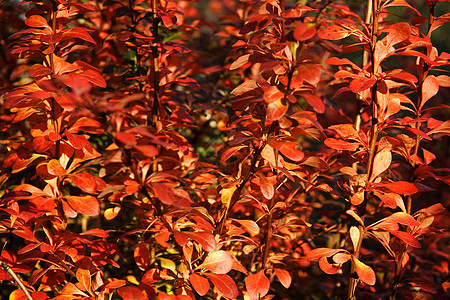 红秋假橙子花园活力红色植物群树叶季节公园自然衬套图片