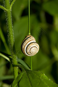 绿植物的蜗牛图片