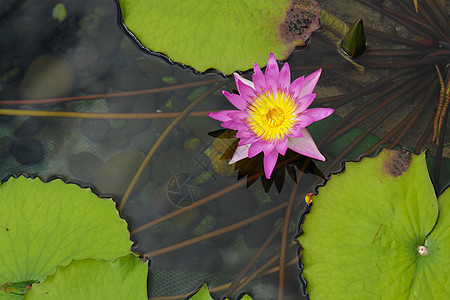 国画荷花莲体植物宏观软垫明信片叶子季节花瓣荷花花园公园背景