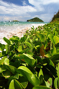 海滩  圣卢西亚红树树叶植被叶子飞沫绿色假期天堂旅行热带背景