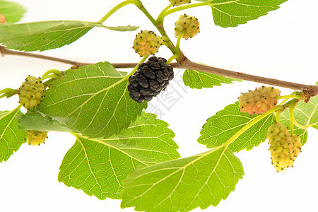 黑莓生活白色营养水果食品产品农业食物味道图片