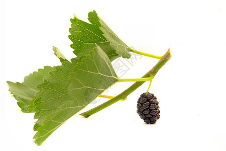 黑莓生活农业白色产品味道水果营养食物食品图片