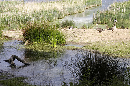 草原沼泽白色白鹭池塘荒野野生动物环境动物旅行天空湿地图片