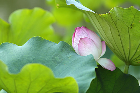 莲花花公园荷花百合明信片花瓣花园叶子季节植物宏观图片