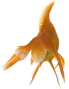 金鱼运动动物宠物白色水族馆金子游泳尾巴图片