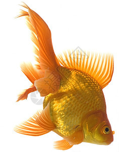 金鱼水族馆金子白色尾巴运动动物游泳宠物图片