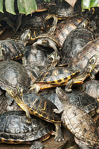 佛罗里达州红养海海龟群图片