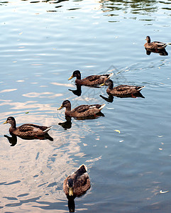 野鸭荒野池塘背景图片