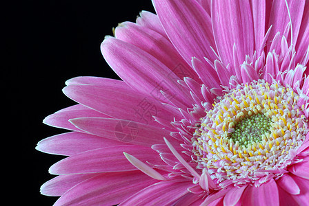 花格柏花园花朵植物群宏观礼物生长美丽植物雏菊图片
