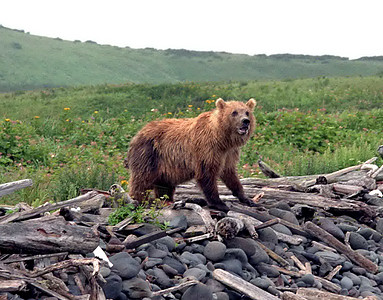 熊仔熊犬齿危险动物哺乳动物毛皮捕食者食肉力量爪子棕熊背景