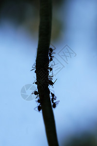 蚂蚁轮图片