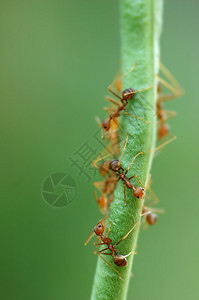 豆上蚂蚁动物漏洞胸部天线荒野寄生虫团体害虫植物宏观图片