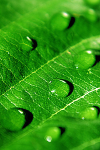 绿上滴水雨滴绿色宏观植物图片