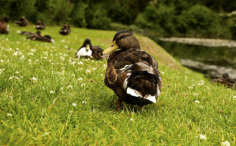 鸭子棕色羽毛女性绿色野生动物池塘荒野图片