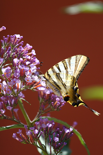 蝴蝶昆虫黄色野花野生动物草地植物花朵图片