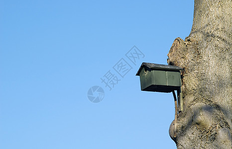 嵌巢框配种鸟舍盒子树木房子木头动物蓝色鸟类天空图片
