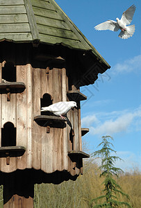 Dovecote 杜维可图片