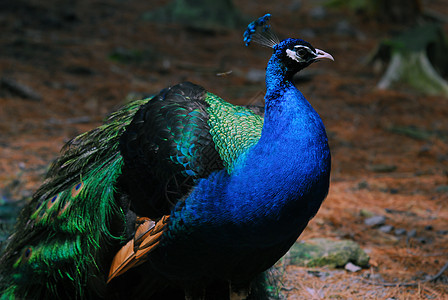 印度皮禽羽毛绿色鸟类孔雀野生动物图片