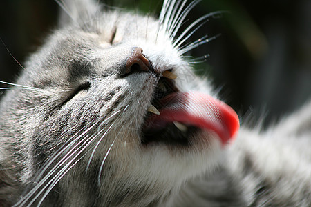舌头伸出的猫图片
