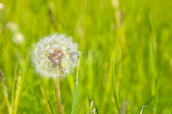 达当量种子生长植物学脆弱性后代柔软度漂浮杂草植物美丽图片