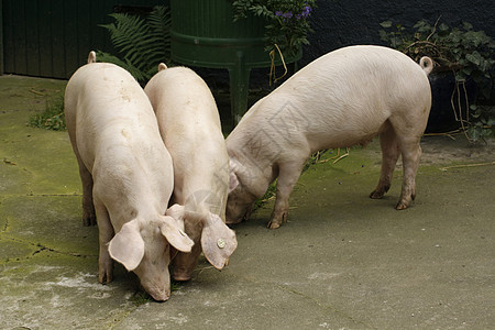 乡居供应商农场鼻子粉色肉类养猪喂猪小猪猪肉动物图片