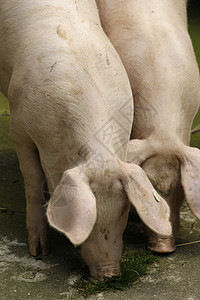乡居粉色供应商小猪农场肉类动物鼻子猪肉养猪猪舍图片