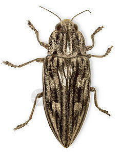 白色上隔离的大型黑虫背景图片