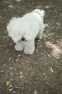 图利尔库顿宠物伴侣白色犬类棉花生物成人毛皮朋友哺乳动物图片