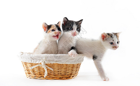 小猫工作室黑色哺乳动物婴儿白色三色篮子宠物动物图片
