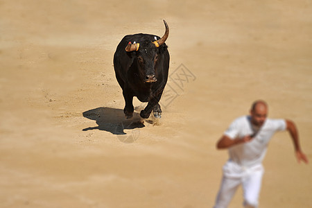 正在运行的公牛气氛勇气黑色运动员斗牛士行动活动白色竞技场体育场图片