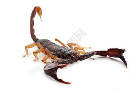 棕蝎动物宠物危险棕色图片