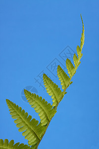 胎儿绿色花园植物蕨类树叶背景图片