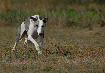 正在运行的hutopet跑步哺乳动物衣领打猎犬类速度草地动物场地宠物图片