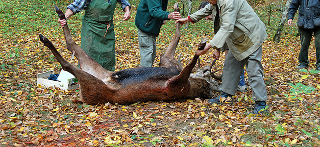 鹿和屠夫猎狐动物男性鹿角森林狍子猎人鹿肉图片