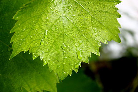 树叶水滴葡萄树叶绿色粮食水滴背景